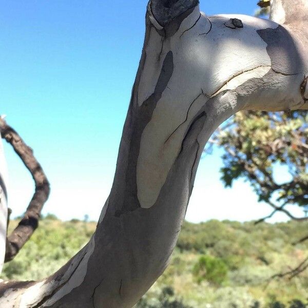 Ochna pulchra Bark