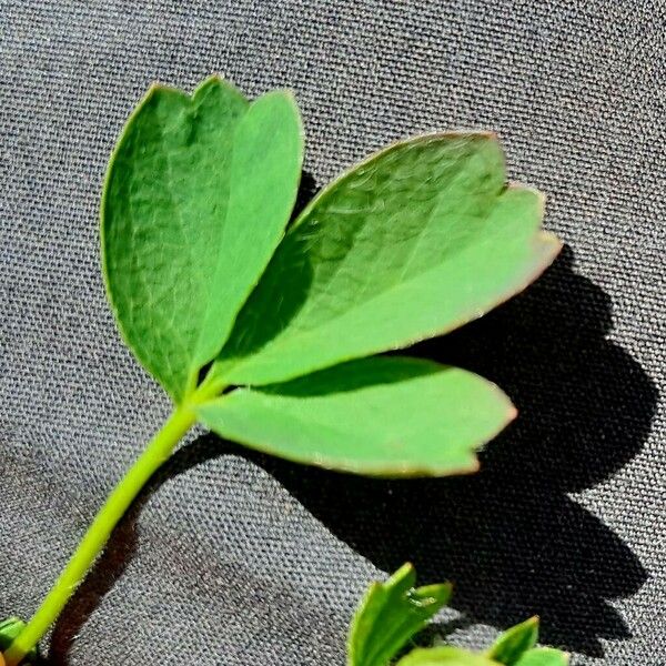 Sibbaldia procumbens Leaf