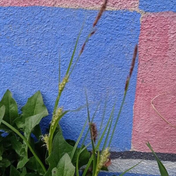Carex hirta 整株植物