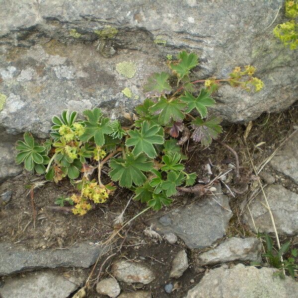 Alchemilla vetteri موطن