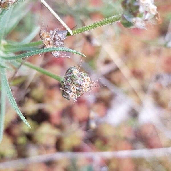 Plantago sempervirens Hedelmä