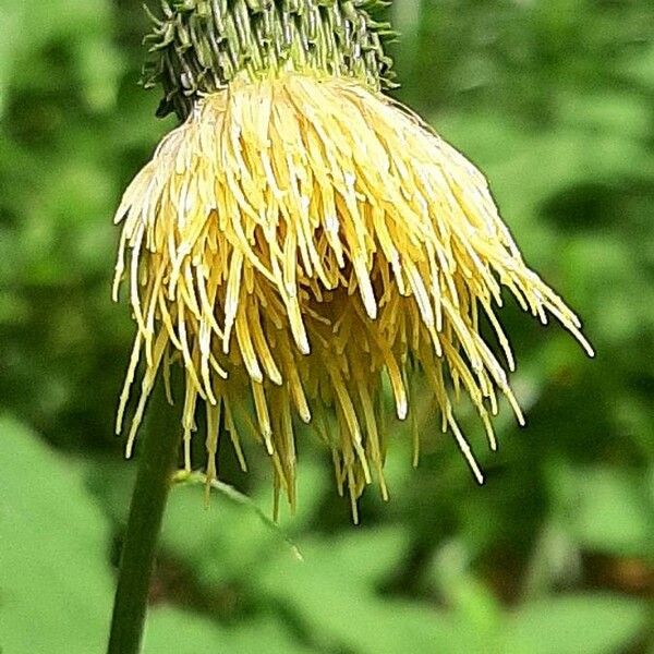 Cirsium erisithales Çiçek