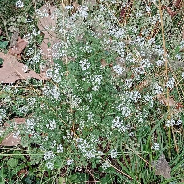 Torilis japonica Hábito