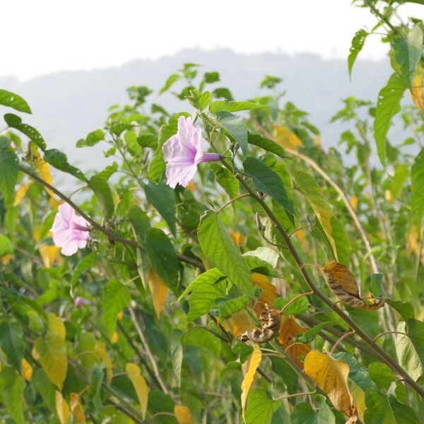 Ipomoea carnea ശീലം