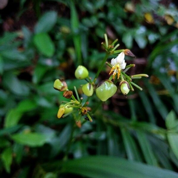 Dianella ensifolia Ostatní