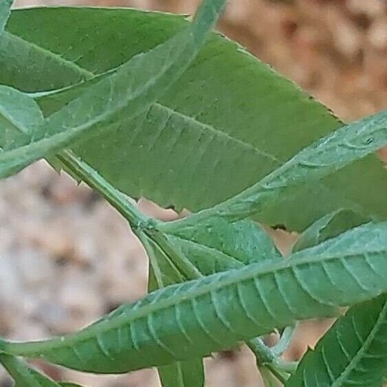 Aloysia citrodora Levél