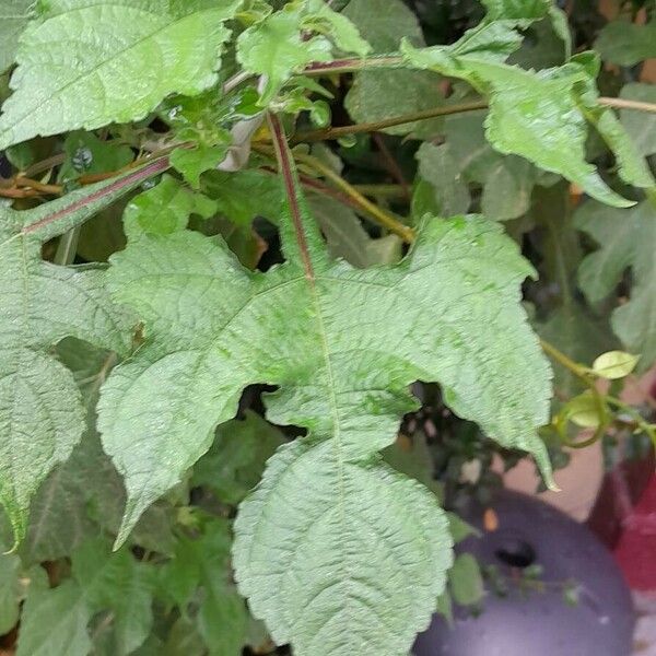 Tithonia rotundifolia Leaf