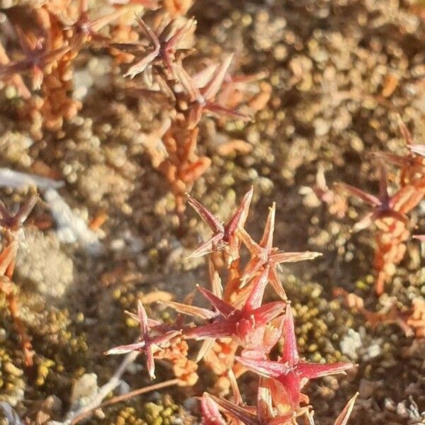 Sedum cespitosum Flower