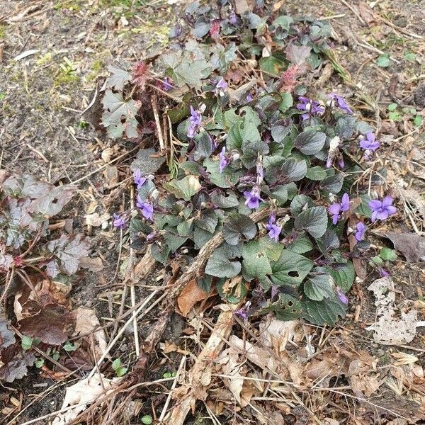 Viola labradorica 花