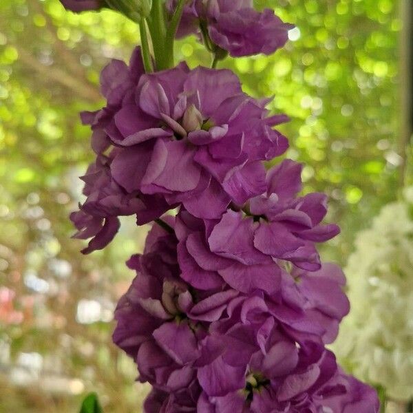 Matthiola incana Blomst