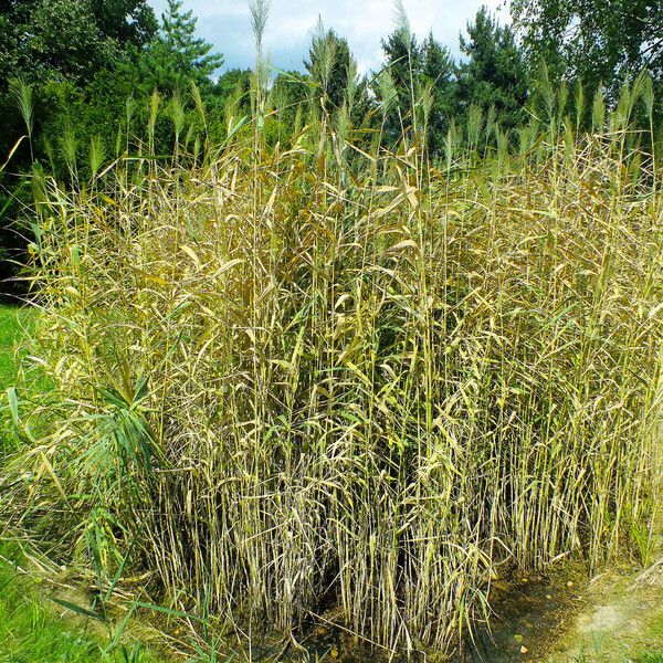 Phragmites australis Folha