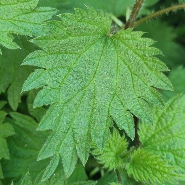 Urtica urens Leaf