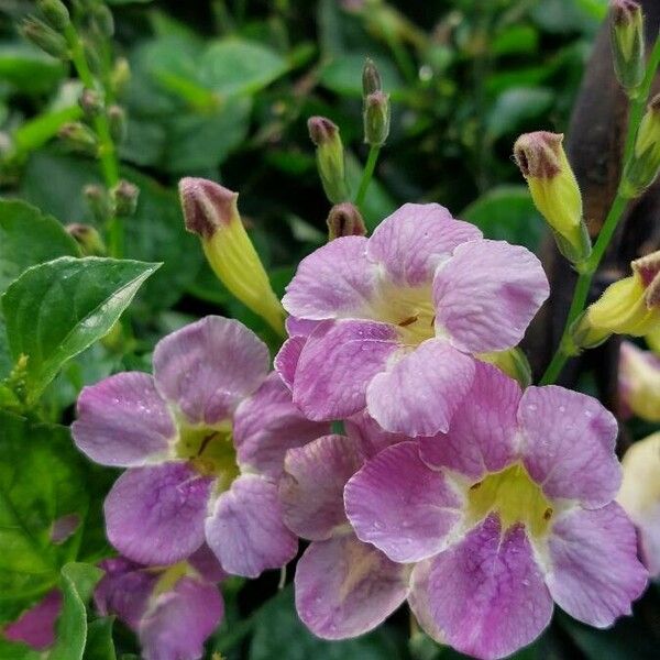 Asystasia gangetica Flower