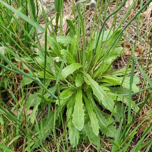 Arnoseris minima Leaf