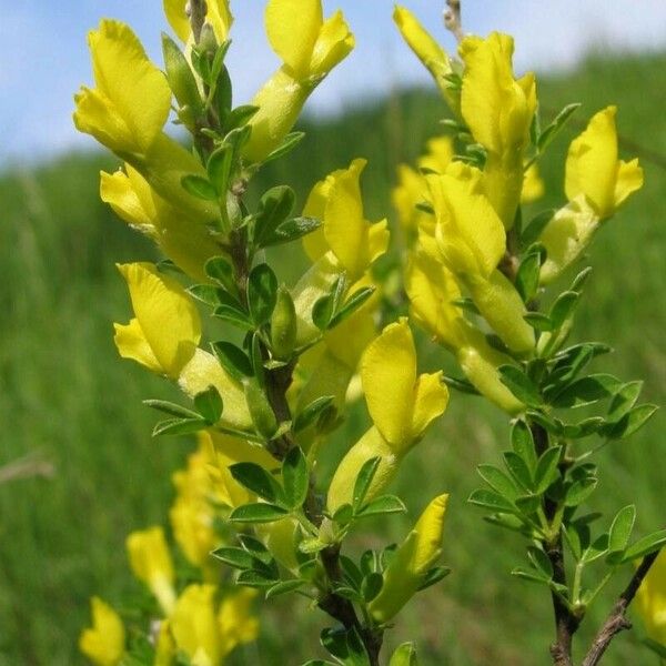 Cytisus ratisbonensis Lorea