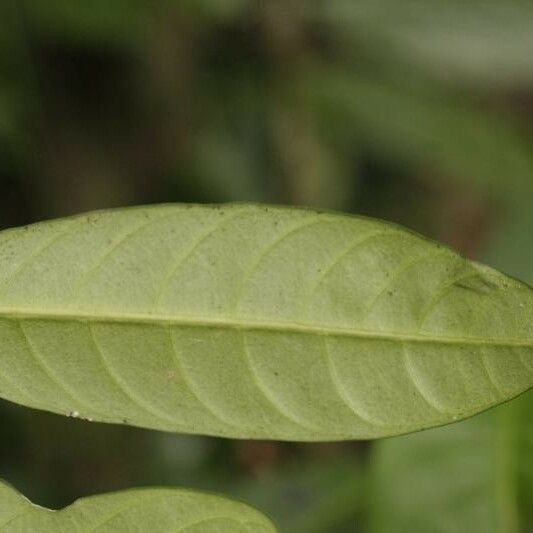 Tabernaemontana disticha Leaf