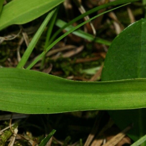 Herminium monorchis Leaf