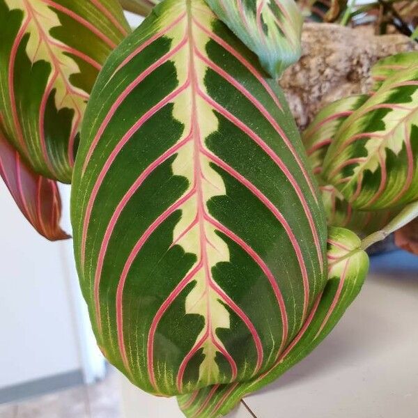 Maranta leuconeura Fuelha