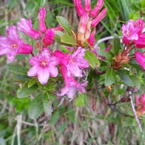 Rhododendron hirsutum Cvet