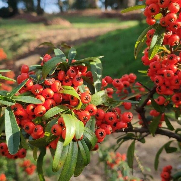 Pyracantha crenulata Ffrwyth