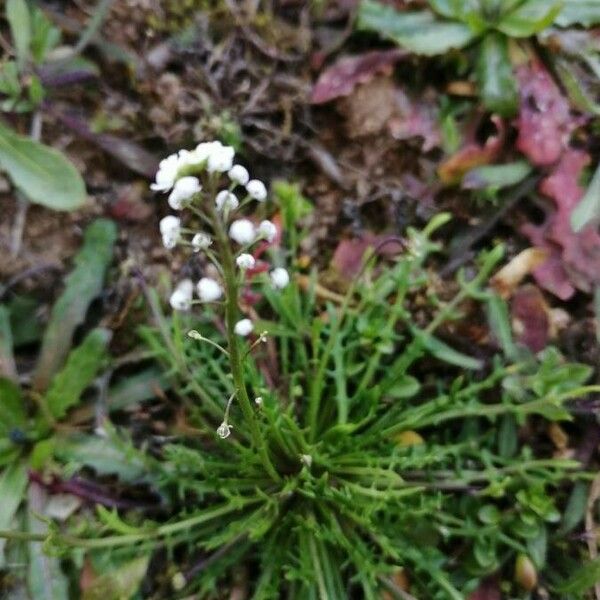 Teesdalia coronopifolia Blomst