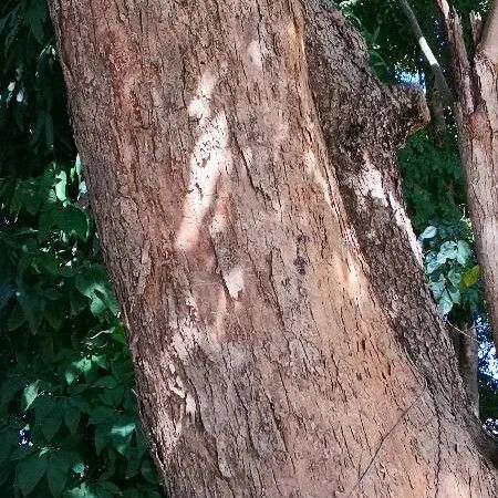 Pterocarpus indicus Koor