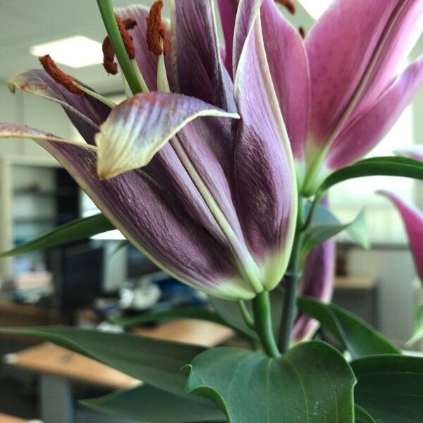 Lilium bulbiferum Flower