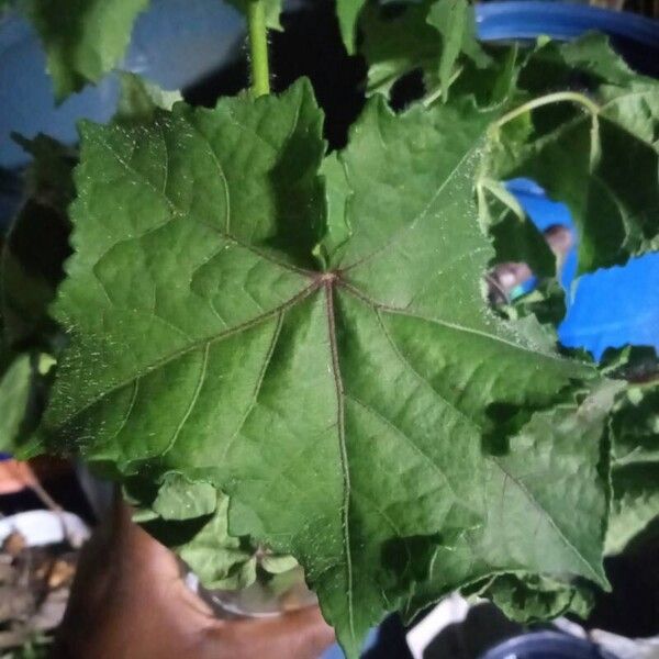 Hibiscus vitifolius Folio