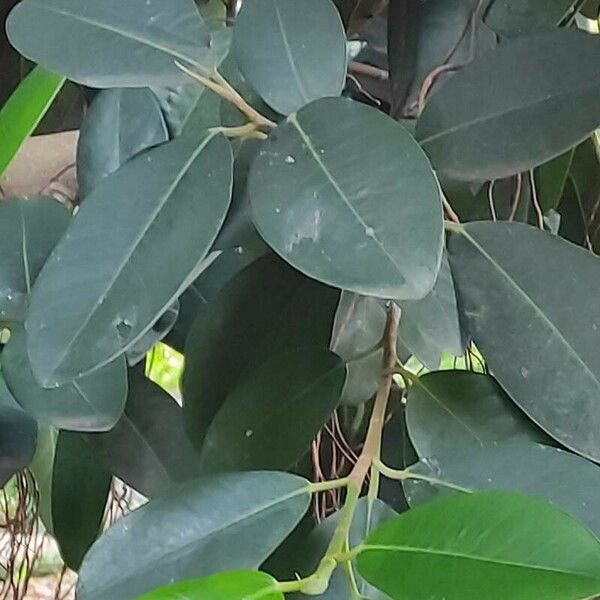 Ficus rubiginosa Yaprak