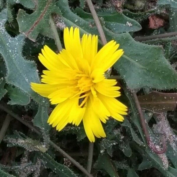 Hieracium gouanii Flower