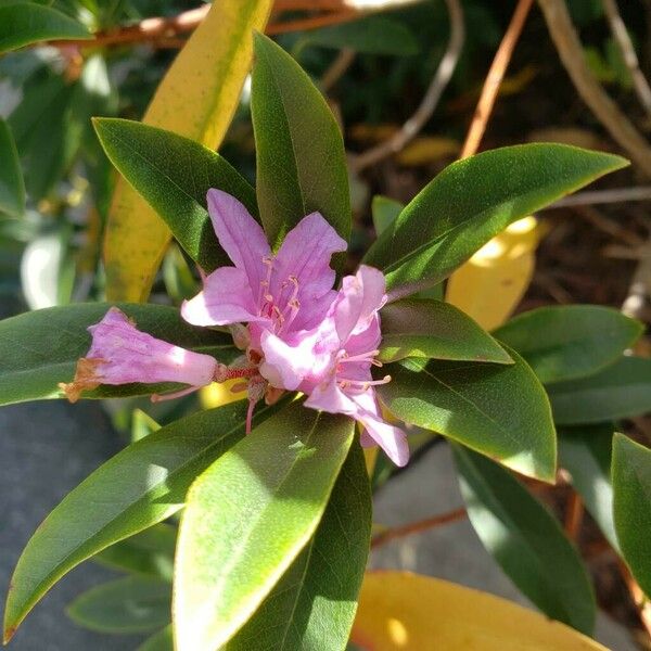 Rhododendron minus Flor