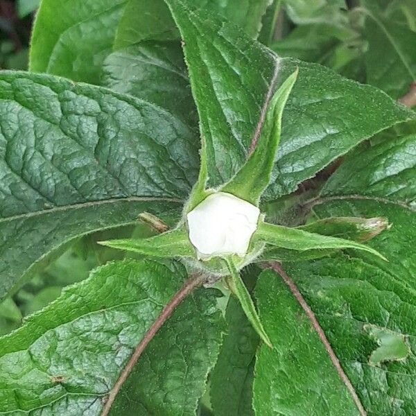 Crataegus germanica Flower