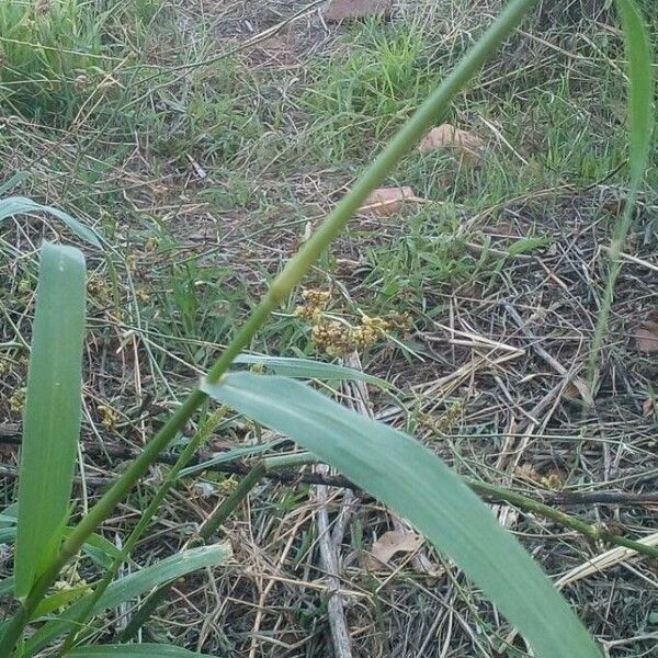 Setaria verticillata 樹皮