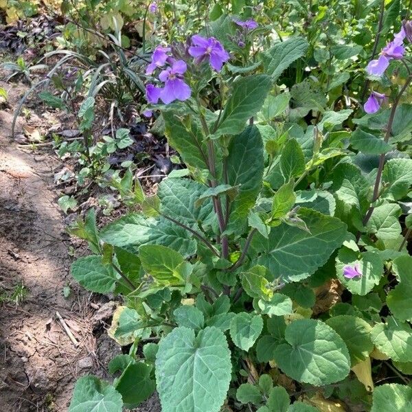 Orychophragmus violaceus Habit