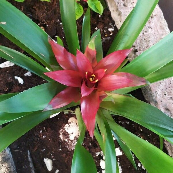 Guzmania lingulata 花