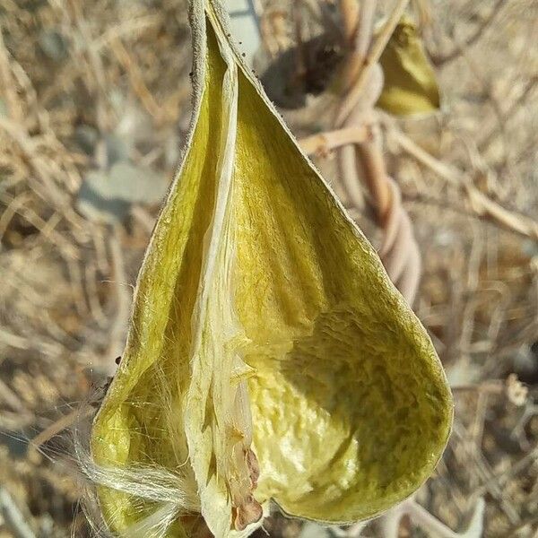 Pergularia tomentosa Frukto