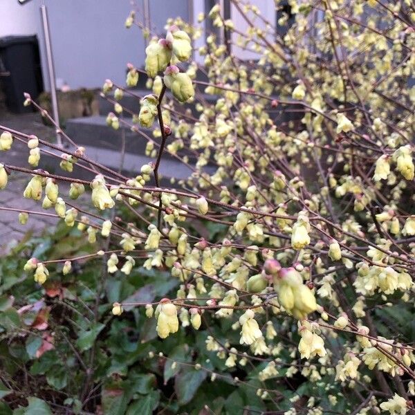 Corylopsis pauciflora ফুল