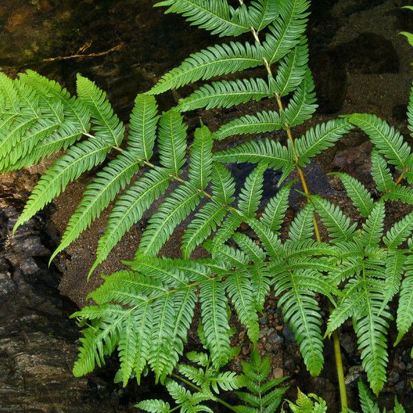 Pteris tripartita Habit