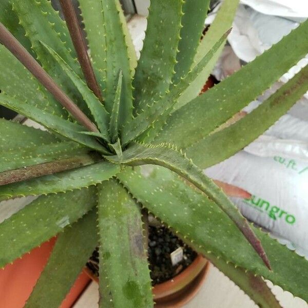 Aloe pictifolia Folha