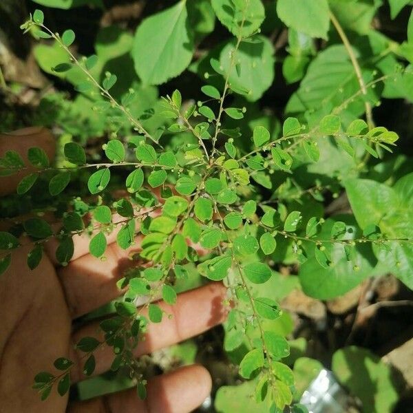 Phyllanthus tenellus Лист