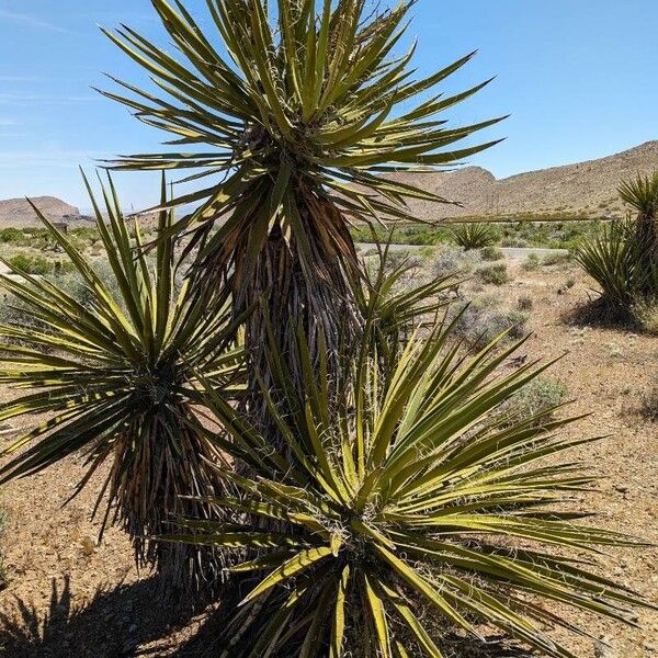 Yucca schidigera Leht