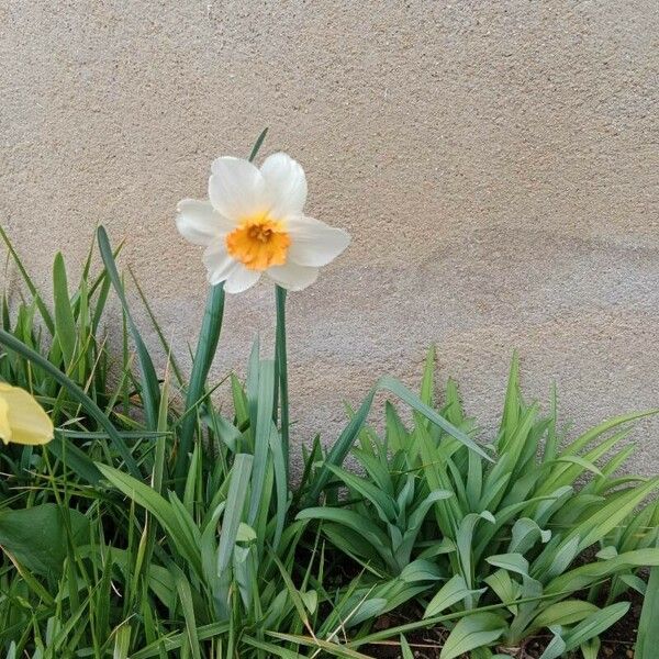 Narcissus × medioluteus Kwiat