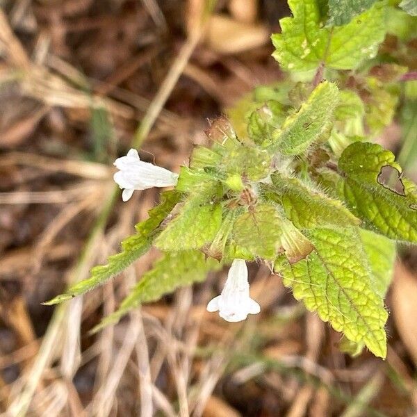 Melissa officinalis Bloem