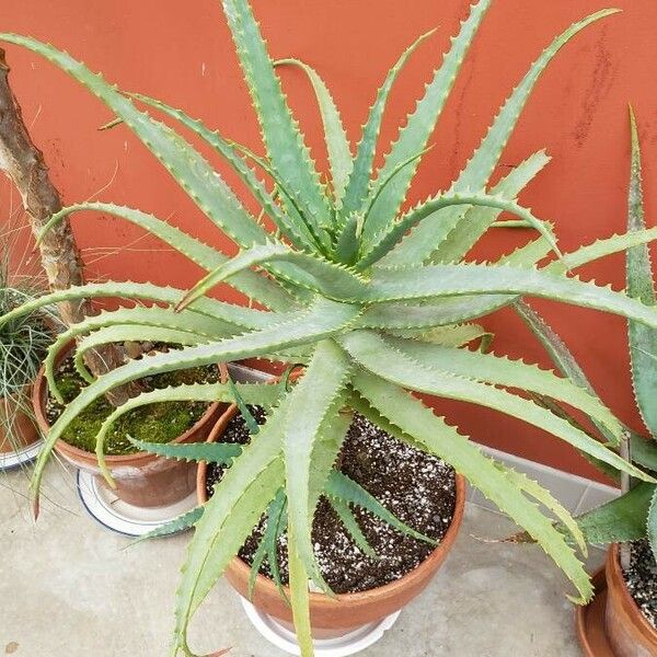 Aloe arborescens Habit