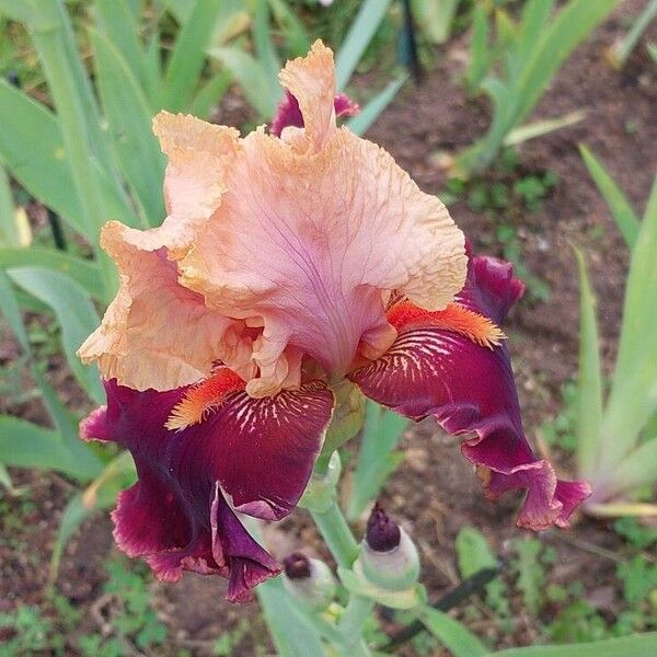 Iris barbatula Blomst