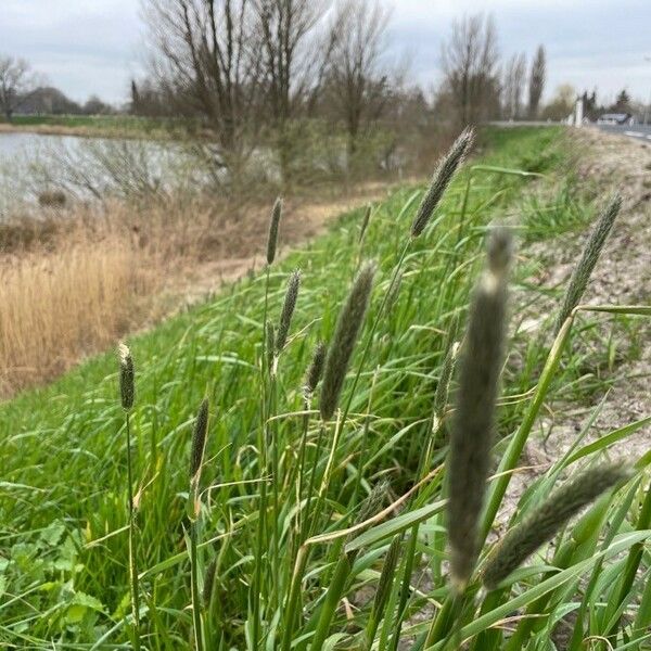 Alopecurus pratensis Blomst