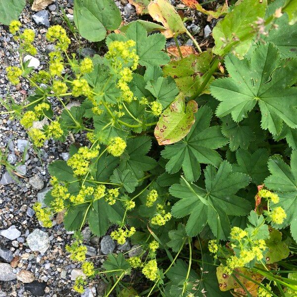 Alchemilla xanthochlora Kvet