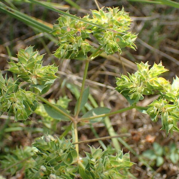 Euphorbia falcata 其他