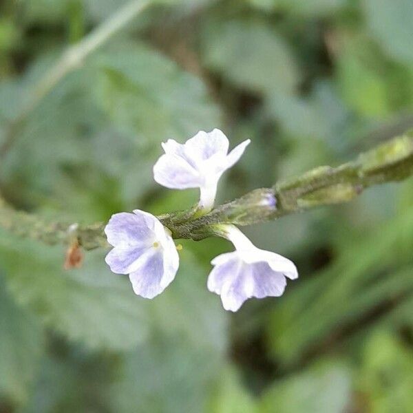 Stachytarpheta cayennensis Λουλούδι