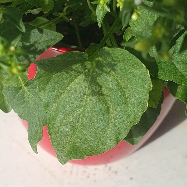 Campanula carpatica Leaf